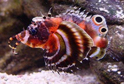 Dendochirus biocellatus